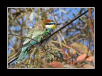 Bee-eater1.jpg
