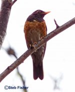 Black-breasted Thrush.jpg