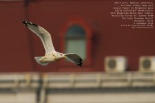 gull, yellow-legged014.jpg