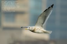 gull, yellow-legged017.jpg