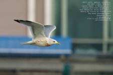 gull, yellow-legged018.jpg