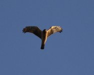 Hen Harrier.jpg