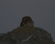 Little Owl.jpg