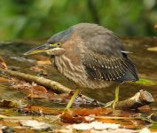 green heron.jpg