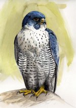 peregrine-copy.jpg