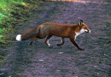 fox1b.jpg