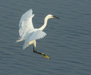 little egret land D800 300mm 48315368.jpg