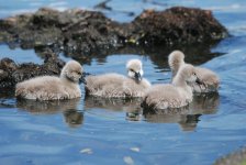 Black Swan cygnets 1s.JPG