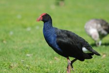 Pukeko 2s.JPG