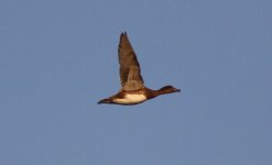 Eurasian Wigeon.jpg