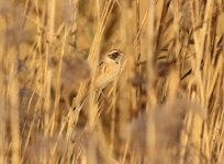 Japanese Reed Bunting.jpg