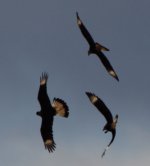 caracara2.jpg