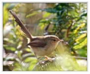 Plain%20Prinia-XL.jpg