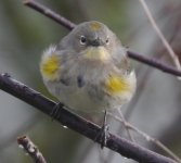 Yellow Rumped Warbler.JPG