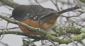 Spotted Towhee.JPG