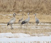 Common Crane.jpg