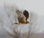 Hen harrier.jpg