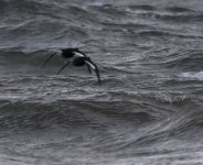 Velvet Scoter1.jpg