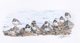 ringed_plovers_800.jpg