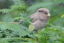 parrotbill, brown002.jpg