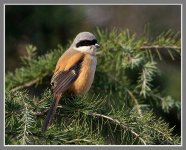 Long%20Tailed%20Shrike%20%23-XL.jpg