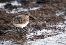 dunlin2.jpg