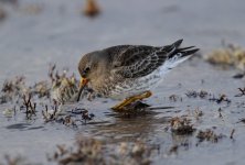 purple sandpiper1.jpg