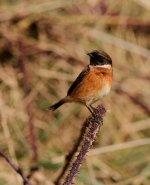 stonechat2.jpg