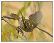 Pallas%27%20Warbler-XL.jpg