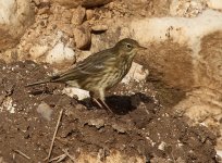 Rock pipit1.jpg