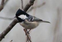 Coal Tit.jpg