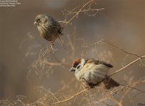 rosefinch,long_tailed_005.jpg