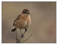 Siberian%20Stonechat%20%28F%29%20%231-XL.jpg