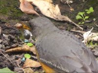 Olive Thrush Bird Easts Worm.jpg