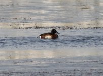 Baer's Pochard T5.jpg