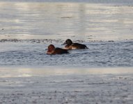 Baer's Pochard T7.jpg