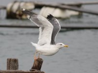 Vega Gull.jpg