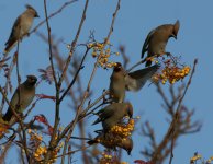 Waxwings Kincorth_101112e.jpg