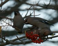 Waxwings Kincorth_101112g.jpg