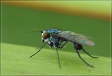 Green Longlegged Fly, Parentia mobile GNZ20121119_6101.JPG