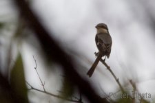 Shrike_DSC06365-L.jpg