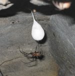 cave spider 1 bf.jpg