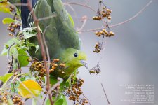 pigeon, white-bellied green001.jpg