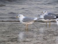 Leucistic Common Gull.JPG