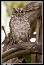 A82B0779 - Spotted Eagle Owl - Bubo africanus - Nelspruit - 11.01.2013 - 1 .jpg