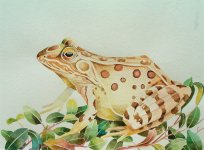 leopard frog II.JPG