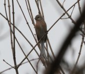 Long-tailed Rosefinch.jpg