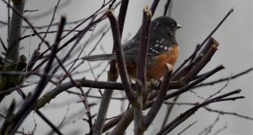 Spotted Towhee - Copy.jpg