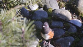 Spotted Towhee in Light.jpg