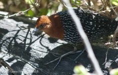 Red-chested Flufftail - SW Cape - 11.2012.jpg